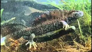 Great Crested Newts on Living Britain (1999)