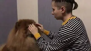 Чау-чау и команда 
