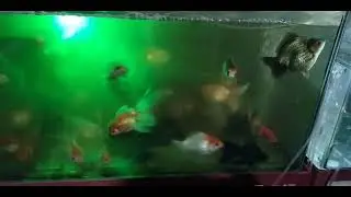 Wow Amazing Goldfish, koifish, blackfish in the aquirium 👉🐟🐠@goldenfish1410