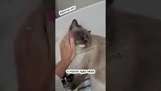 Мечтать не вредно. 
