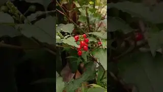 Did You Know:  Buah Berry Darah - Rivina Humilis