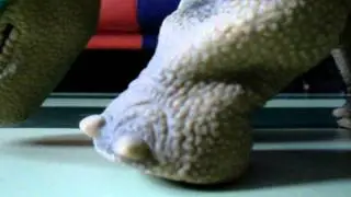 The Cute Pleo Walking!