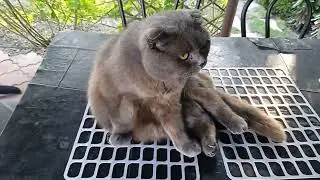 Кот Бунтует))😏