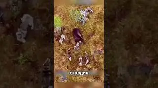 Семья медведей СПАСЛА своего сородича 😳🔥🐻