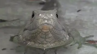 Jacuruxi o Lagarto Jacaré