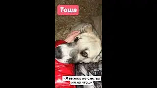 История Тоши❤️❤️❤️