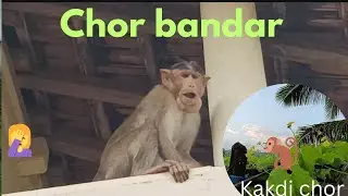 bandar ki masti 🐒 shararati bandar  #monkeys #garden #vlog