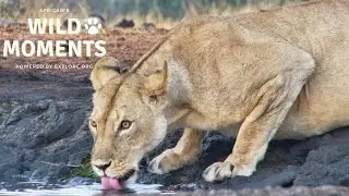 World Lion Day | Wild Moments | August 8