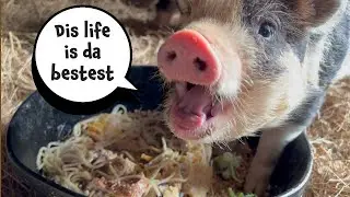 🐷 Happy Piglets Living Their Best Life! 🌟