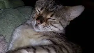 szeretem a cicákat maxresdefault.mp4