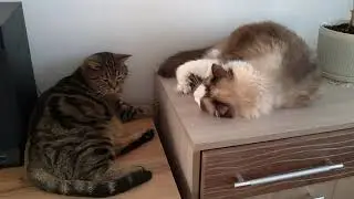 СЭМ КУСАЕТ ОСТИНА ЗА ПОПУ))). сладко спящий мурчащий котик))