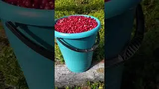 Сходил на ягоды 😉 