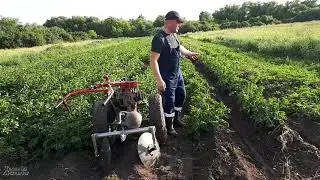 Extreme hilling of potatoes on tall tops with a disc hiller on Niva R16 wheels 2021