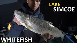 Lake Simcoe Whitefish - Ice Fishing 2023