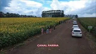 GIRASSOIS ROLÂNDIA DRONE VIDEO CURTO