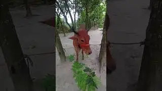 কোরবানির গরু পার্ট- ৩ #shorts