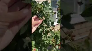 Зал Славы. Наша ежевика в хозяйстве Татьяны.