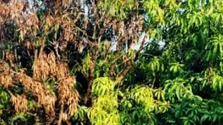 Root Rotting in Mango Plants that affects Transpiration and causes dieback of Mango Plant #rootrot