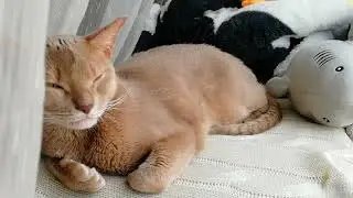 Кошка спит на окне. Расслабляющее релакс видео и музыка для сна и релаксации. Видео для сна