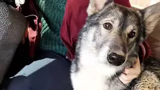 Поездка  на   природу по  бездорожью   на  Ниве.