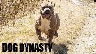 Hail Hercules – The Son Of Hulk! | DOG DYNASTY