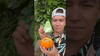 It’s an avocado thaaanks 🥑