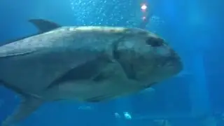 大阪海游館