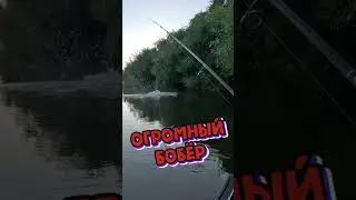 БОБР-КИТ #Shorts