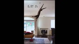 кот акробат