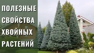 Полезные свойства хвойных растений.