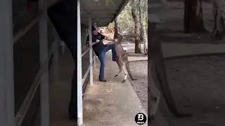 Американец 🇺🇸 подрался с кенгуру 🦘 