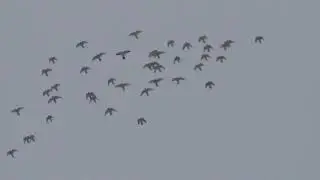 полёт Будапештских высоколётных голубей 16 03 2021г