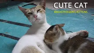 Cute Mother Cat Breastfeeding Kittens | The Love of a Mother