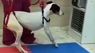 EMOCIONANTE! cachorro volta a andar depois de fisioterapia
