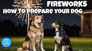 How To Prepare Your Dog For The Fireworks