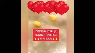 Чудо-средство! Семена взойдут на второй день!