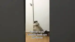 El truco