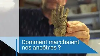 Comment marchaient nos ancêtres | Reportage CNRS