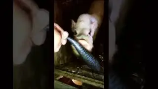 Перед ПАСХОЙ кормим наших свинок скумбрией и селедкой! /// Шашлык будет БОМБА!  