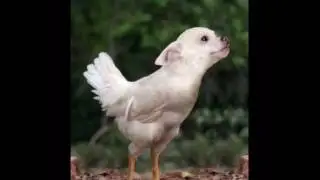 Weird and cute photoshopped animals