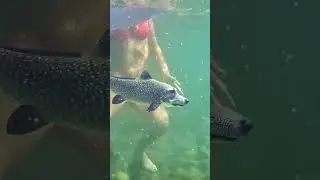 Анапа. Морская собака😲 обыкновенная😂
