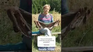 Sonata Shima gdy wieje wiatr na Suwalszczyźnie.