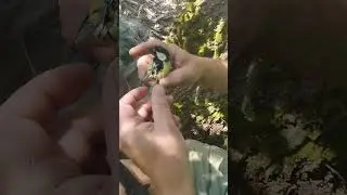 Спасение птички из рыболовный сетей.