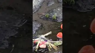 🌸 Obon Festival Remnants: Straw Figures in Shizuoka’s River - softypapa shorts 🏞️🇯🇵