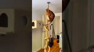 KOCAK EUY‼️AKSI KUCING KOCAK🤣🤣🤣🤣 #cat #catlover #justforfun