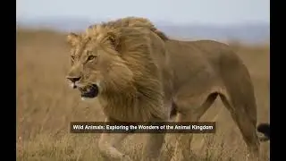 Wild Animals: Exploring the Wonders of the Animal Kingdom