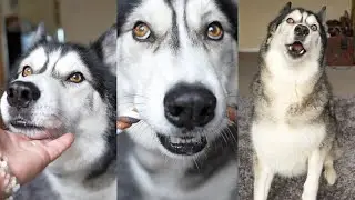 Can My Husky Do Tricks WITHOUT Arguing in 60 Secs? 