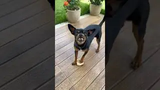 Cachorro tamanho de uma mosca