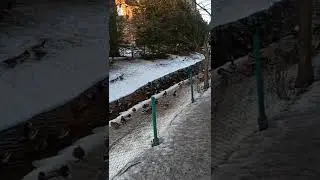 Утки в Петергофе / 2022 зима / Петергоф
