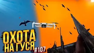 №107 Секрет расстановки. Охота на гуся весной 2021.  Часть 2. Дрон и shotkam